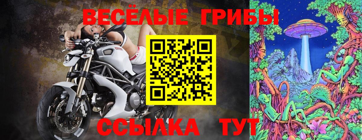 Псилоцибиновые грибы Cubensis Шахты